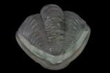 Wide Enrolled Flexicalymene Trilobite - Mt Orab, Ohio #137496-2